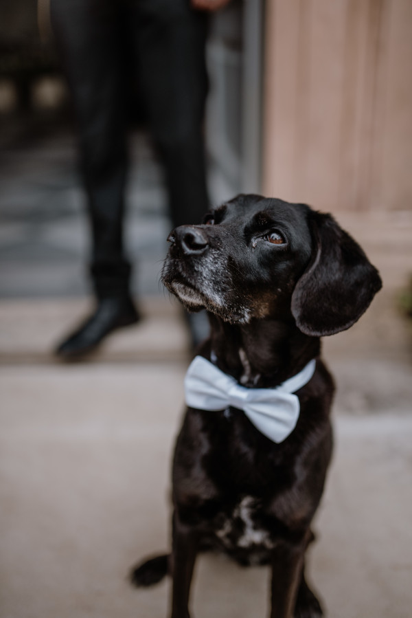 Heiraten mit Hund